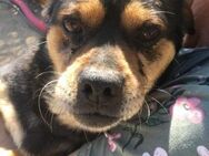 Baddy; Zwerg im Kill-Shelter - Geilenkirchen