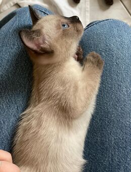 Siam Kitten - Dresden