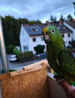 Papagei - München