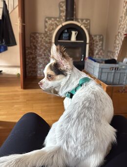 Chihuahua rüde - Neuenbürg