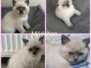 BKH Kitten - Monheim (Rhein)