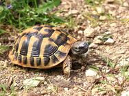 Griechische Landschildkröten (THB), Schildkröten, Nachzuchten 2020 und 2021 - Göppingen