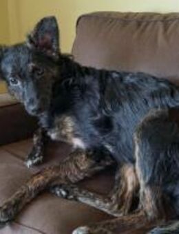 Tashi hat nur knapp überlebt (E) - Ludwigshafen (Rhein)