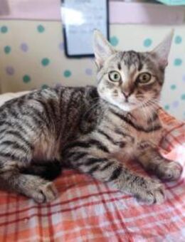 Scar aus dem Tierschutz - Grevenbroich