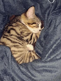 Britisch Kurzhaar getigert - Augsburg