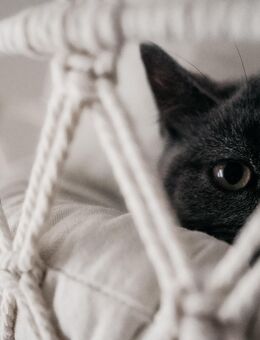 tisch Kurzhaar Kitten mit viel Charme zu vergeben - Erlenbach