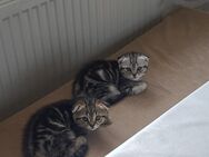 Baby Katzen - Pforzheim