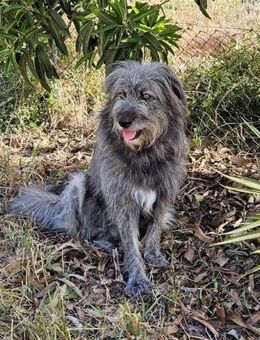 Balou wartet auf sein Für-Immer-Zuhause - Grevenbroich