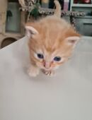 Little Browny white nose sucht ein neues Zuhause in 58636