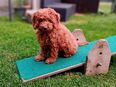 Zuckersüße Cavapoo Welpen in 51789