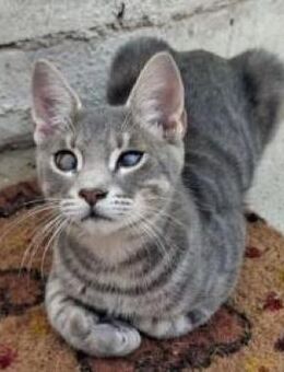 Lieber Kike kommt halb blind gut klar - Poing