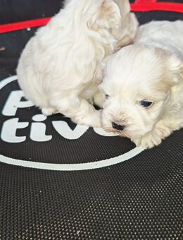 Malshi Welpe – weiblich, reinweiß – geboren am 22.11.2025 - Köln