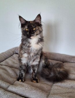 Maine Coon Katze - Geisenhausen