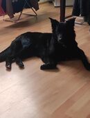 Rudi sucht dringend ein neues Heim in 25840