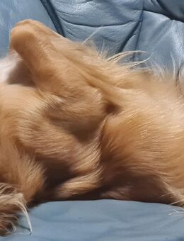 Süßer Rüde sucht ein neues Zuhause - Lübbenau (Spreewald)