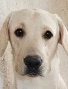 Marley, geb. ca. 05/2025, GRIECHENLAND - Euskirchen