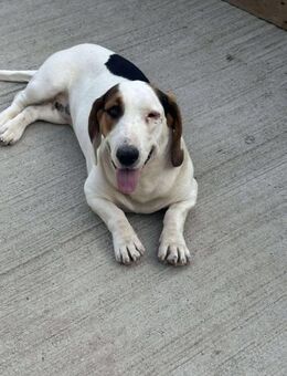 Susi - freundlich, sehr lieb, verspielt - Alfdorf