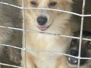 Dolly sucht ein liebevolles Zuhause - Blankenheim (Nordrhein-Westfalen)