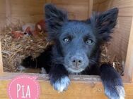 Pia eine zuckersüße kleine Lady - Flörsheim-Dalsheim