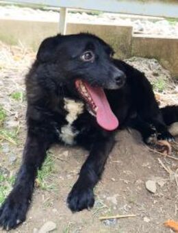 ELVIS möchte adoptiert werden - Schwabach