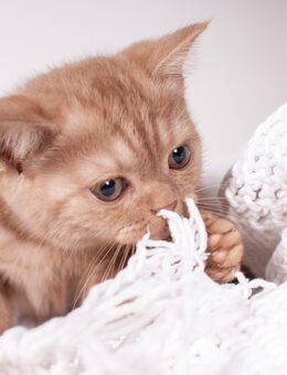 BKH-Kitten mit Stammbaum Abgabebereit! - Nümbrecht