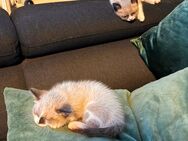 Babykatze sucht eine neue Zuhause - Oberhausen
