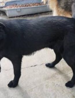 Jack Schönheit sucht Zuhause - Blankenheim (Nordrhein-Westfalen)