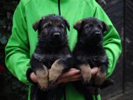 Dt. Schäferhundwelpen aus 100% DDR-Blutlinien mit roten SV/VDH Papieren. - Dresden