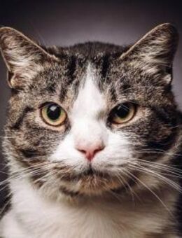 BIBO-hübscher, netter Kater - Rösrath