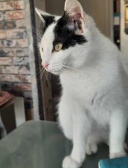 Combo� mit Dir auf dem Sofa kuscheln - Kirchheim (München)