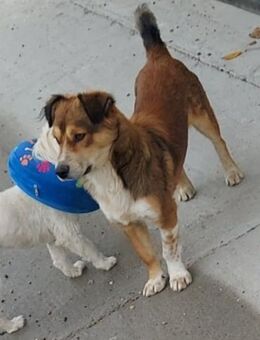 Turbo - Ettinghausen