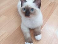 Süße ragdollkitten - Bad Bergzabern