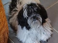 Shih tzu Mädchen - Borkwalde