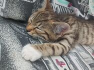 3 Kater in liebevolle Hände abzugeben - Raguhn-Jeßnitz Schierau