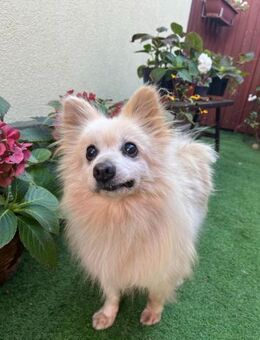 Lucky SR, freundlich, ruhig, entspannt - Rheine