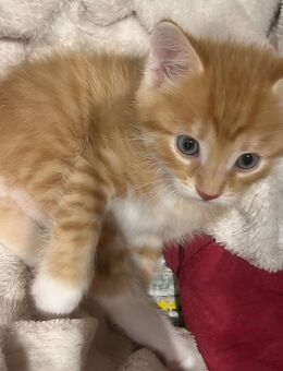 Babykatze-Katzenbaby-Kater - Wildau