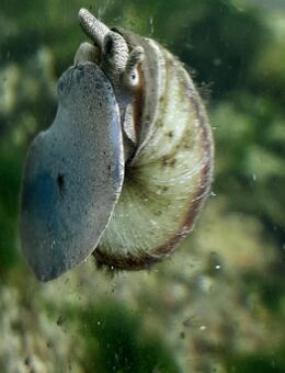 Sumpfdeckelschnecken (Viviparus sp.) Teich / Aquaponik - Chemnitz