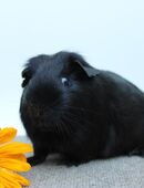 Meerschweinchen Kastrat * Bongo* in schwarz in 08451