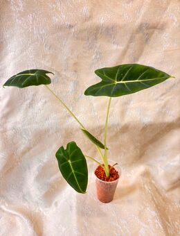 Alocasia frydek 3 - Berlin Treptow-Köpenick