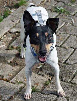 Athenea, zutraulich, freundlich, offen - Westerholt