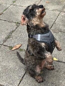 Käthe: Hündin mit großem Herz - Krefeld