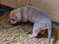 7 süße Weimaraner Labrador Mix Welpen in frühestens 5-6 Wochen abzugeben - Rahden