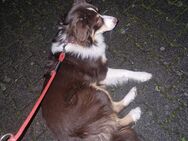 Australian shepherd Hündin - Kerpen (Kolpingstadt)