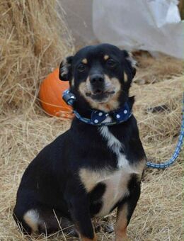 Elvisz von kettenlos - Bollingstedt