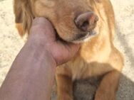 Larawunderschönes Retriever Mix Mädchen - Overath