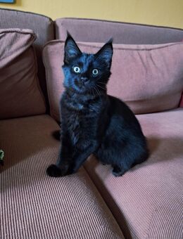 Maine Coon Kitten katze kater - Frankeneck
