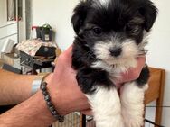 Letzte 2 Wunderschöne Malshi-Welpen (Malteser x Shih Tzu)