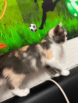 Süße Katze sucht neues Zuhause - Völklingen