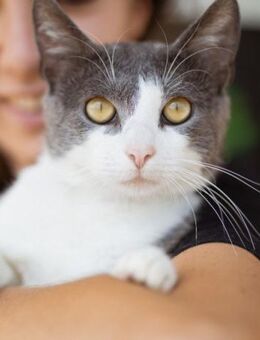 Kater ♥Tigoro♥ junger Schmuse-Tiger - Hamburg