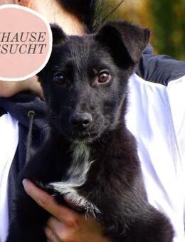 Aufgeschlossener ECHO sucht sein ZH❤️ - Saarbrücken